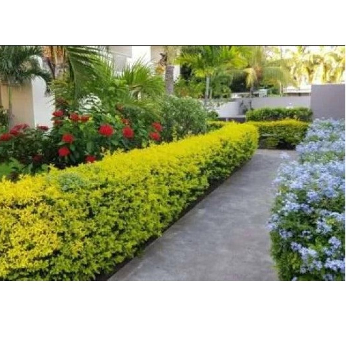 Duranta