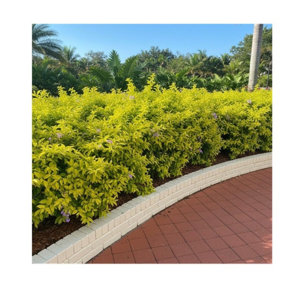 Duranta