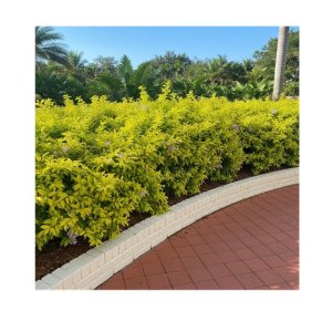 Duranta