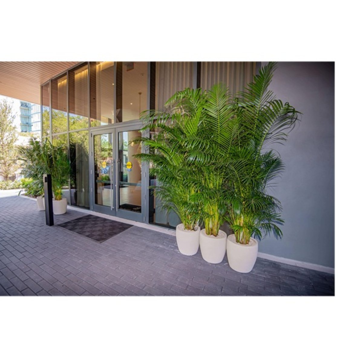 Areca Palm