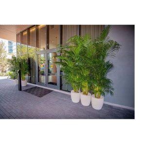 Areca Palm