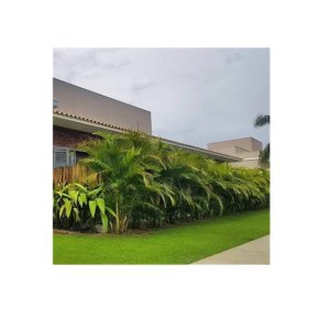 Areca Palm