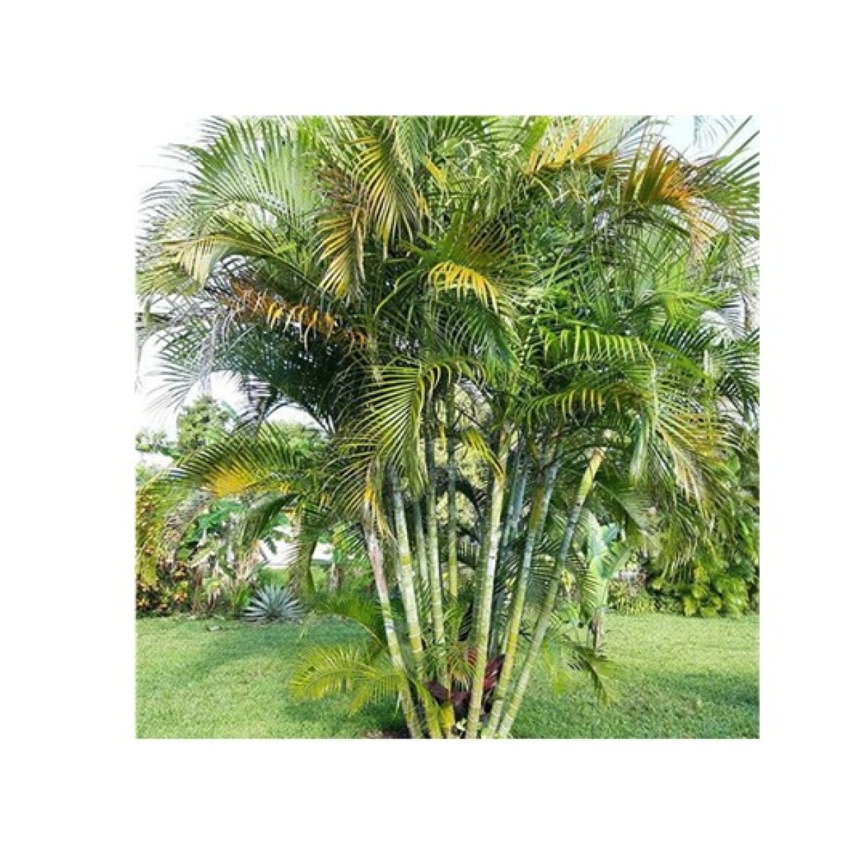 Areca Palm