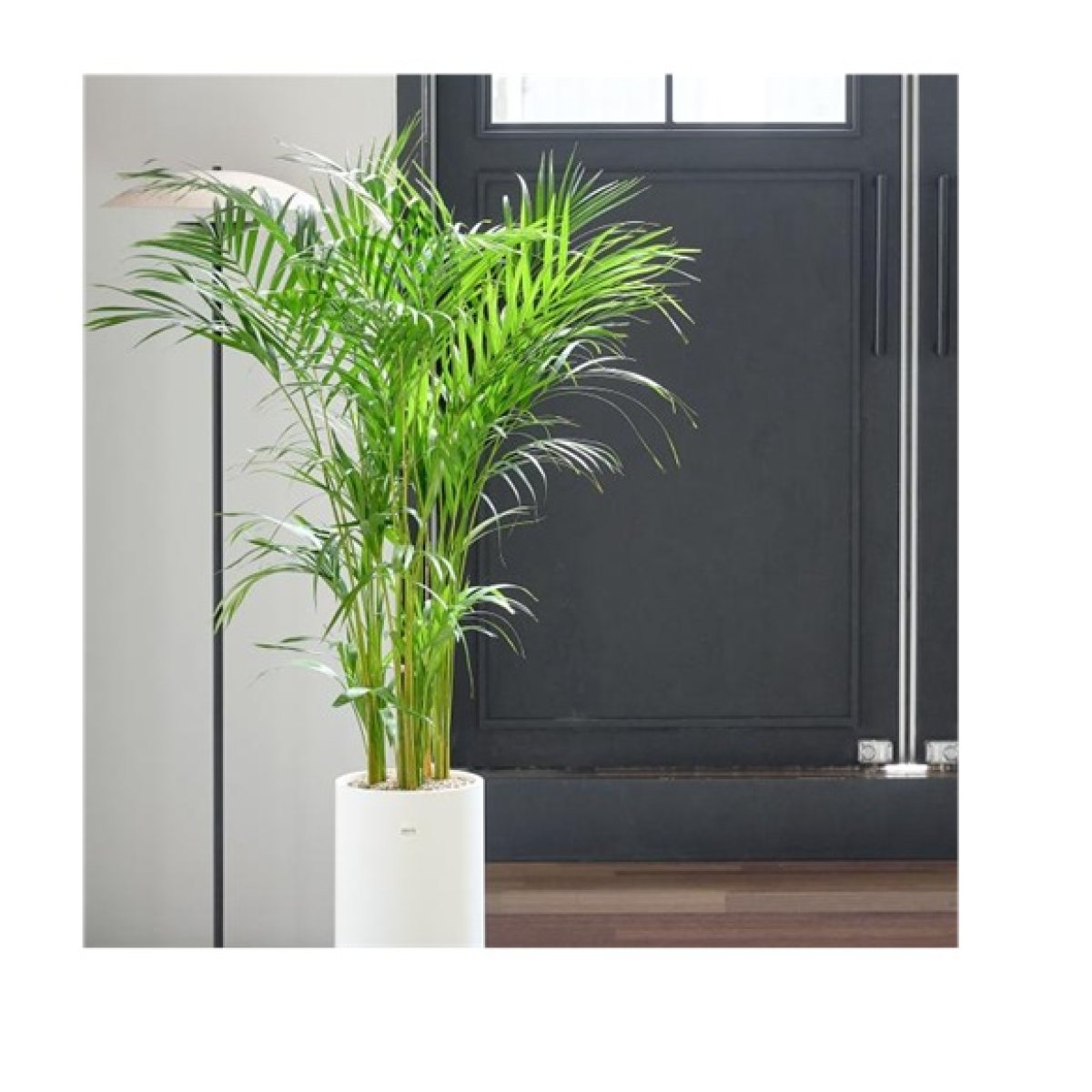 Areca Palm