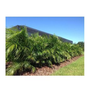 Areca Palm