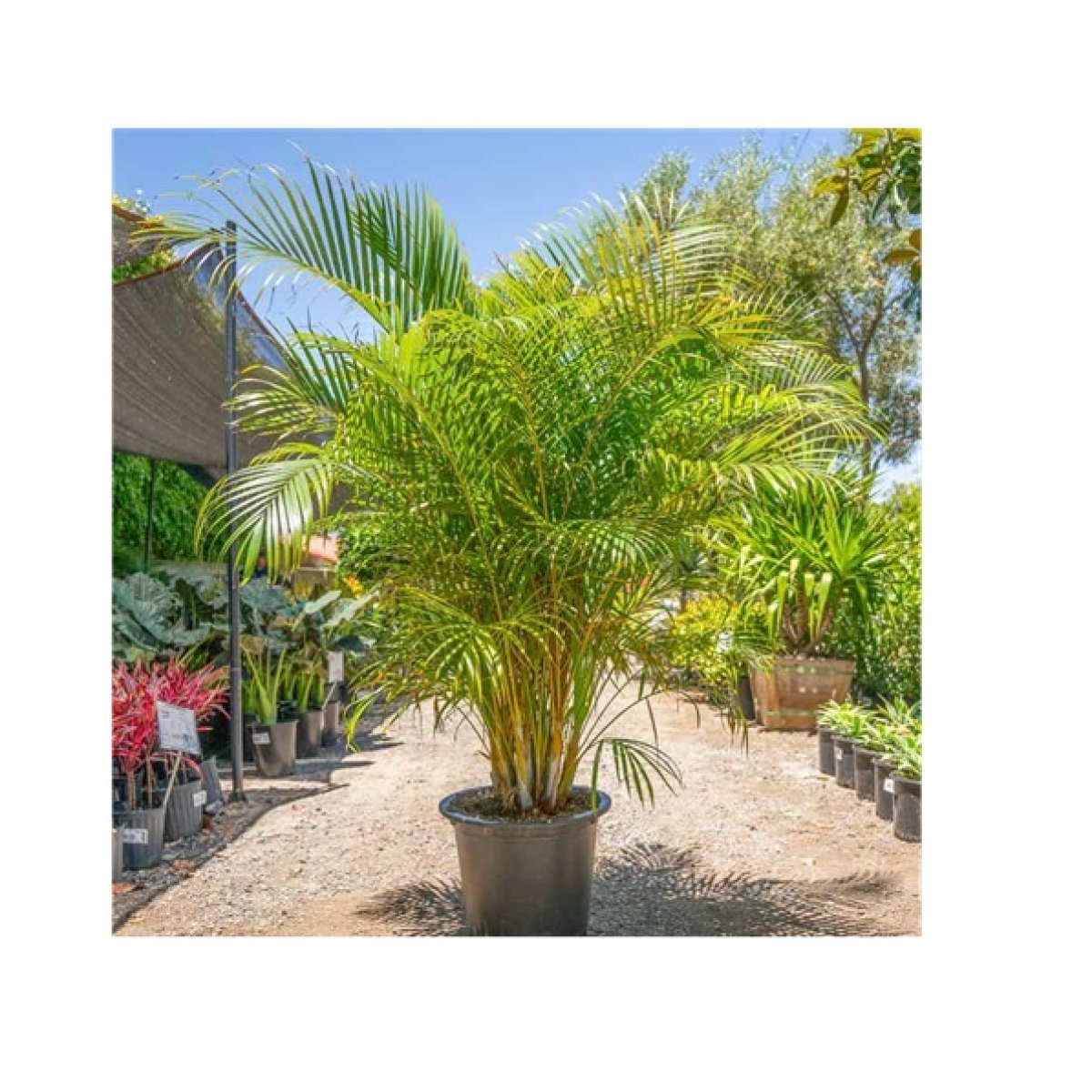 Areca Palm