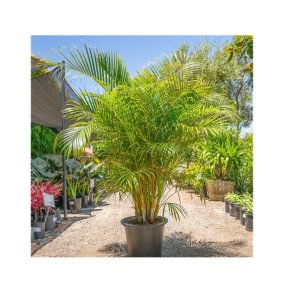 Areca Palm