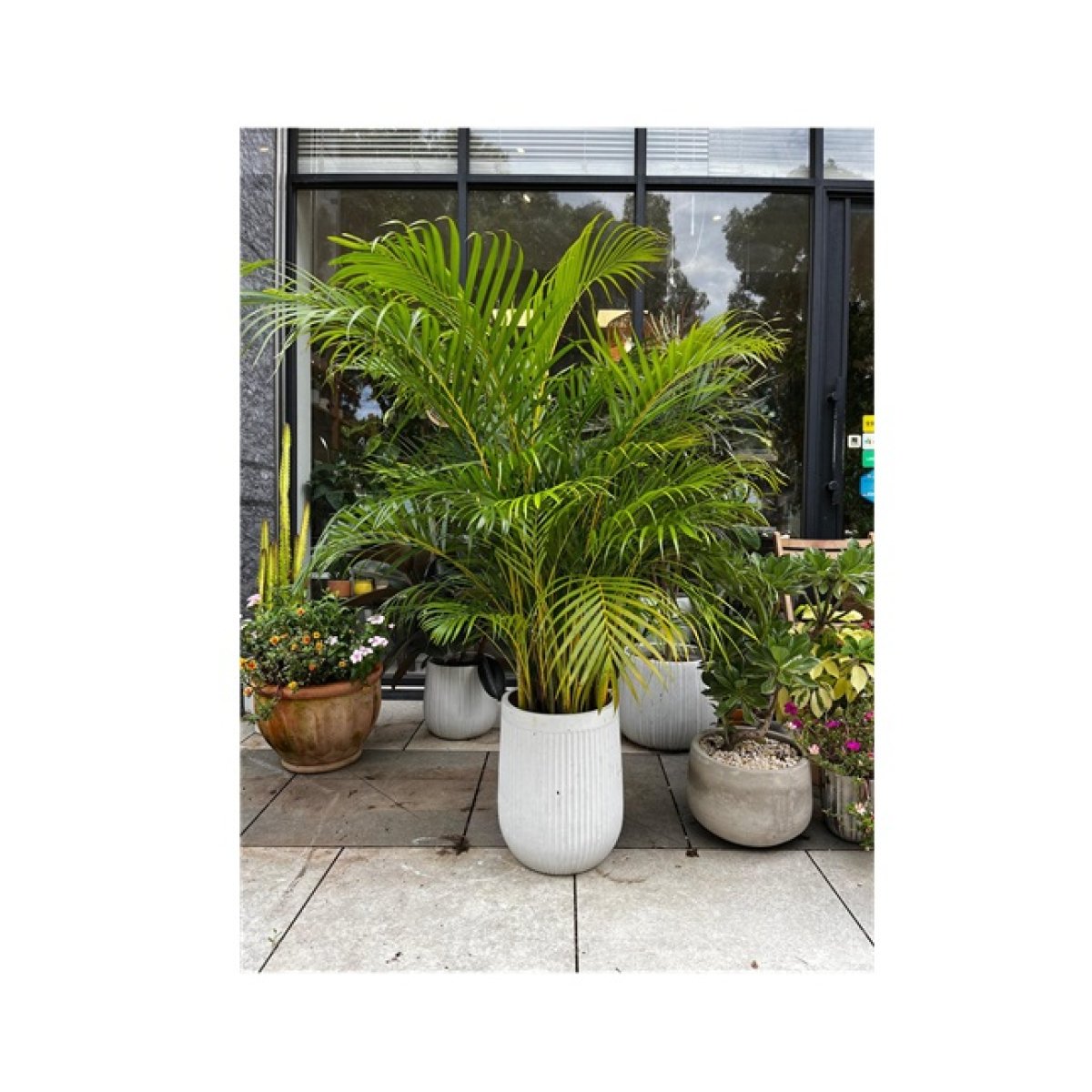 Areca Palm