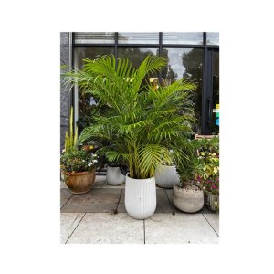 Areca Palm