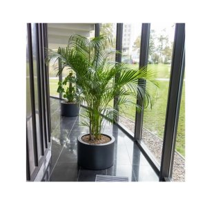 Areca Palm