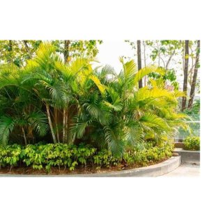 Areca Palm