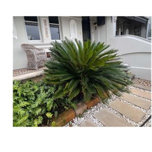 Cycas