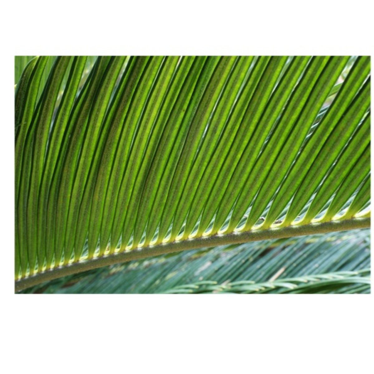 Cycas