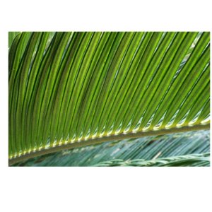 Cycas