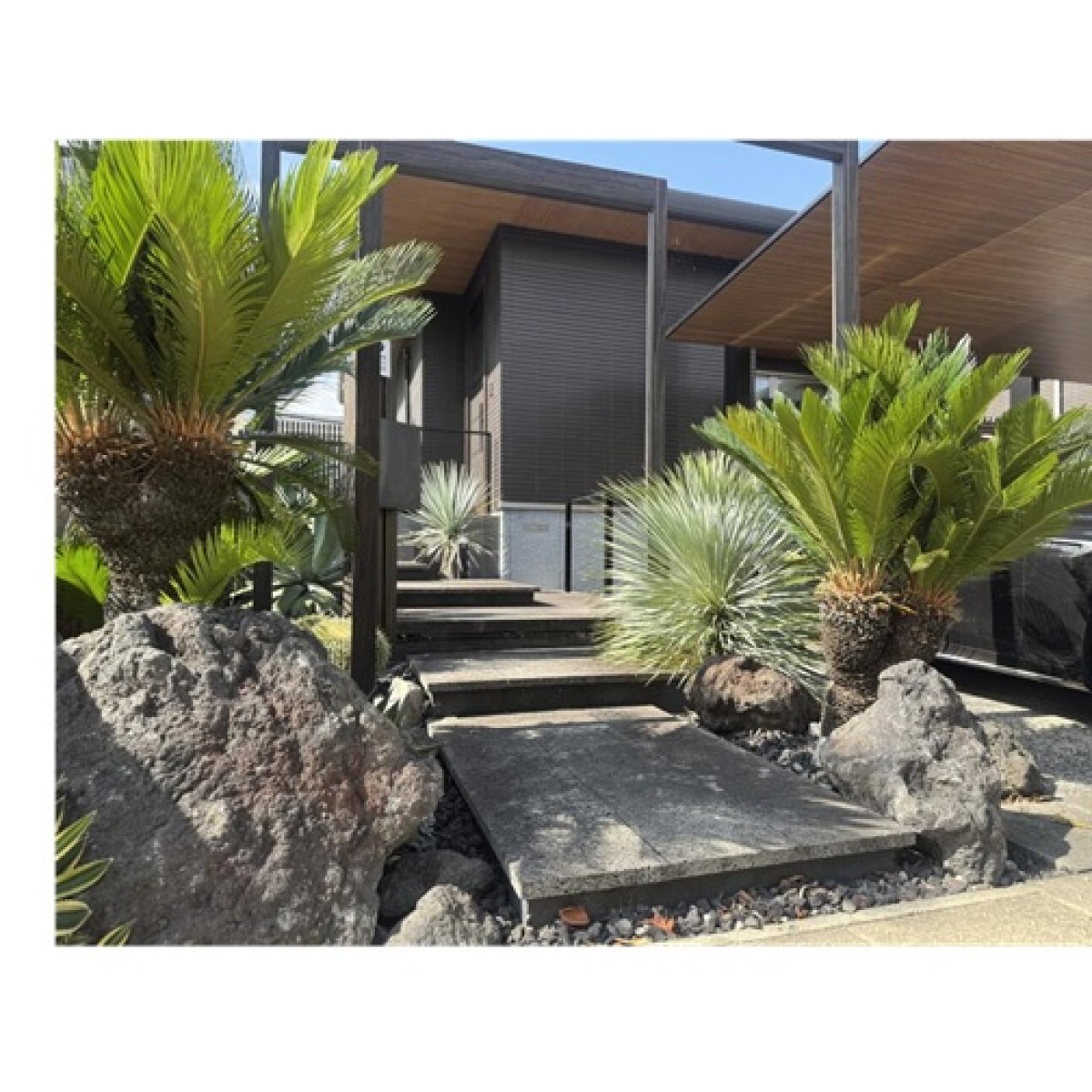 Cycas