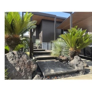 Cycas
