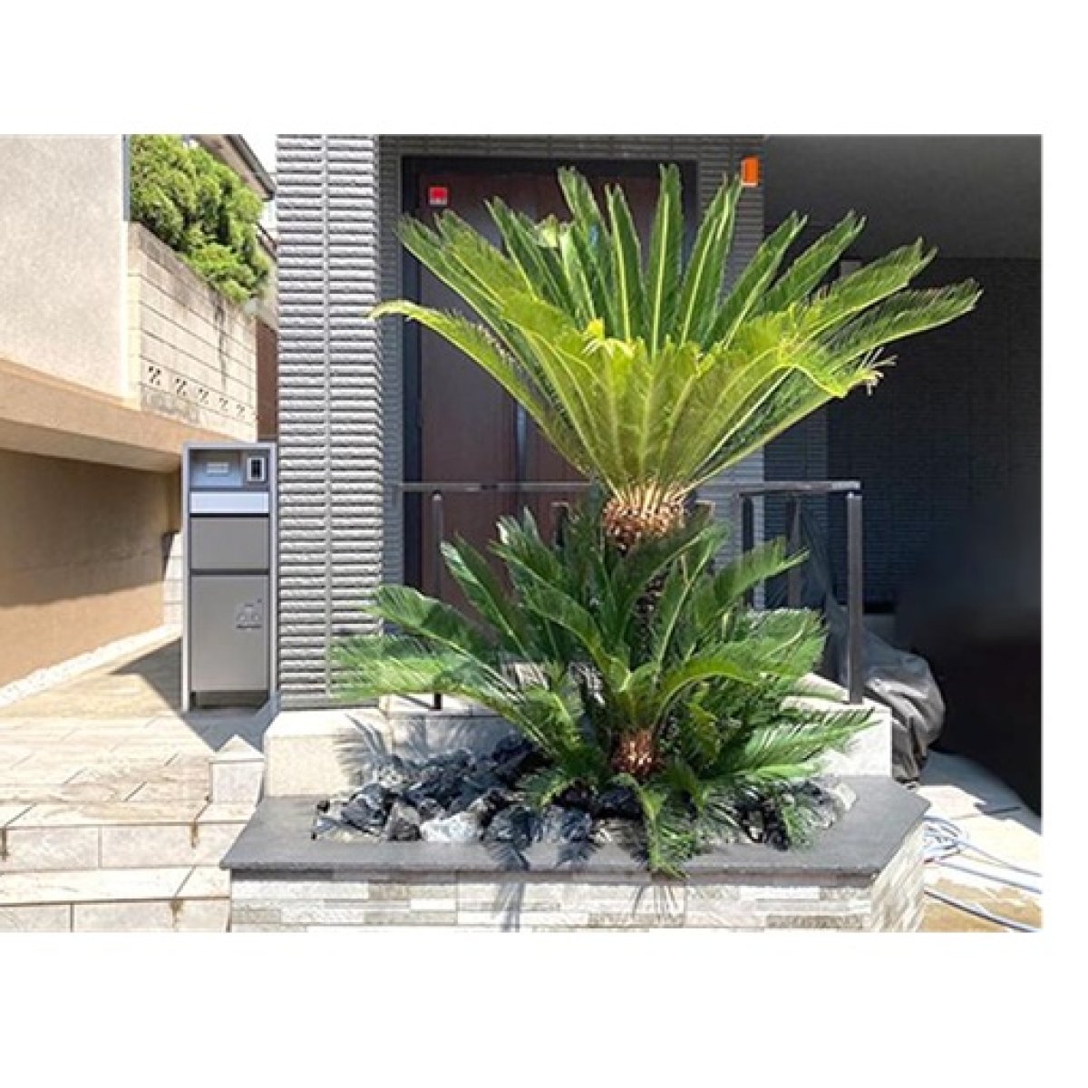 Cycas