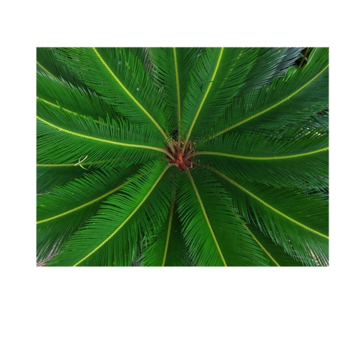 Cycas