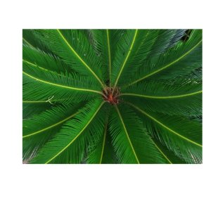 Cycas