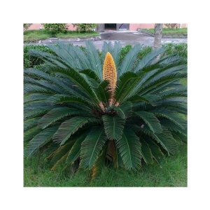 Cycas