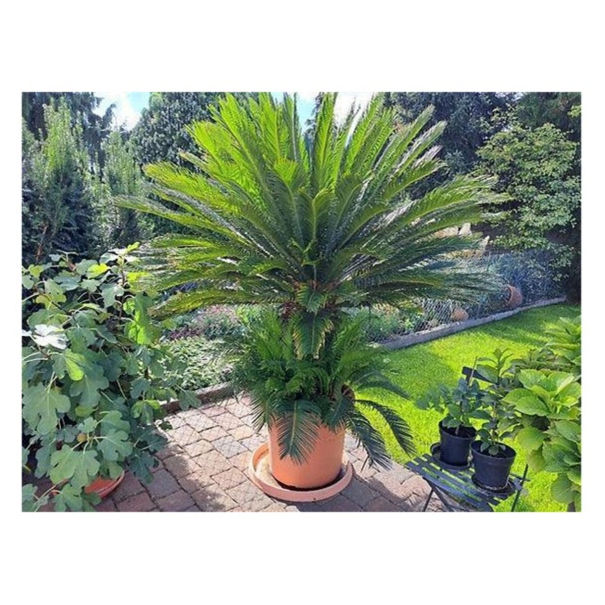 Cycas
