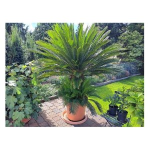 Cycas