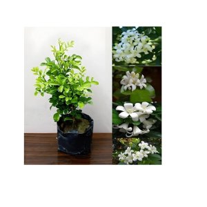 Kamini (Orange Jasmine)