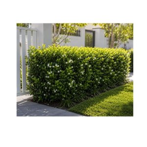 Kamini (Orange Jasmine)