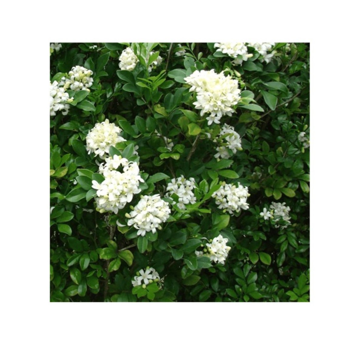 Kamini (Orange Jasmine)