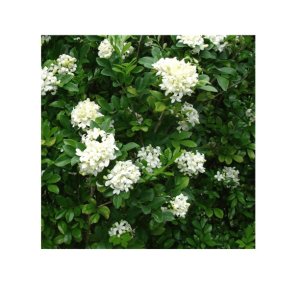 Kamini (Orange Jasmine)