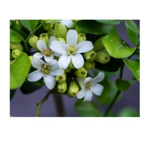 Kamini (Orange Jasmine)