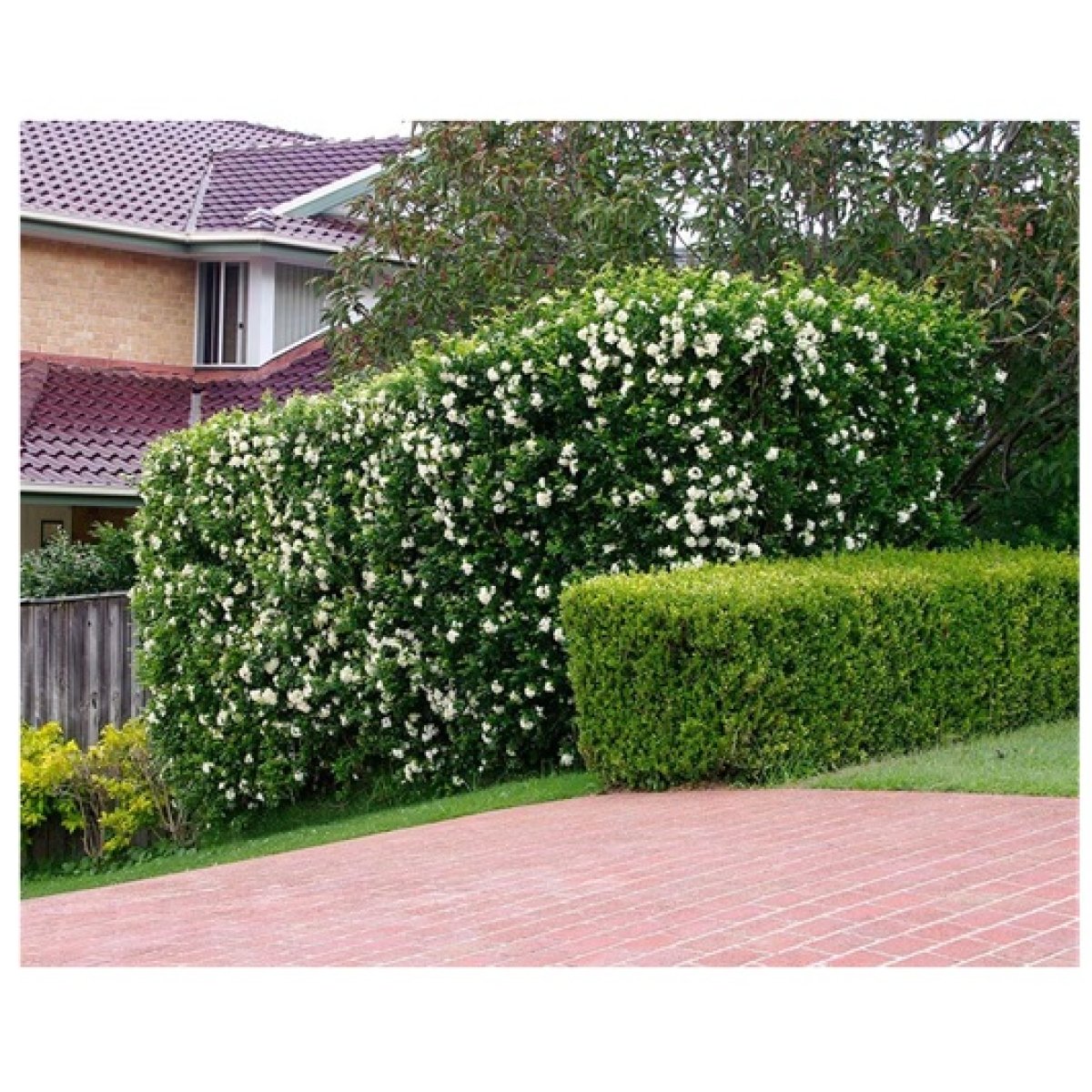 Kamini (Orange Jasmine)