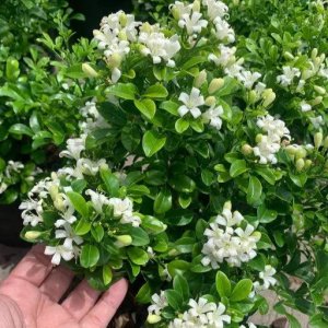 Kamini (Orange Jasmine)