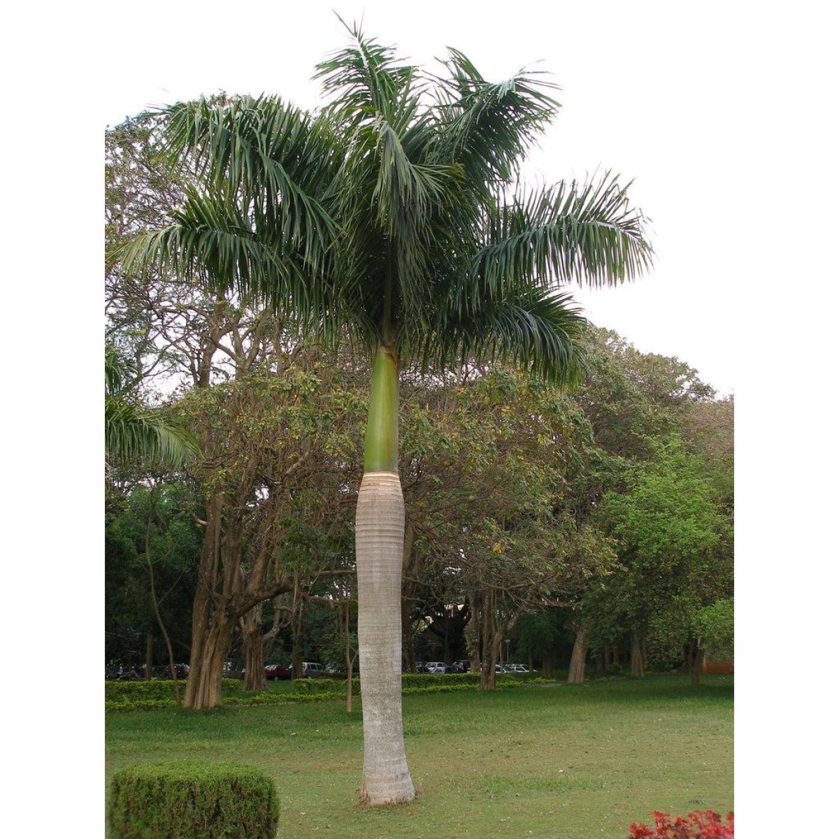 Royal Palm Tree