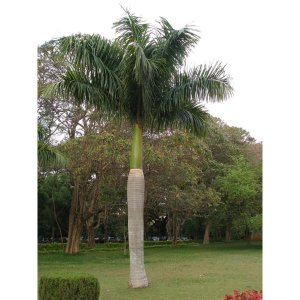 Royal Palm Tree