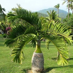 Bottle Palm Tree