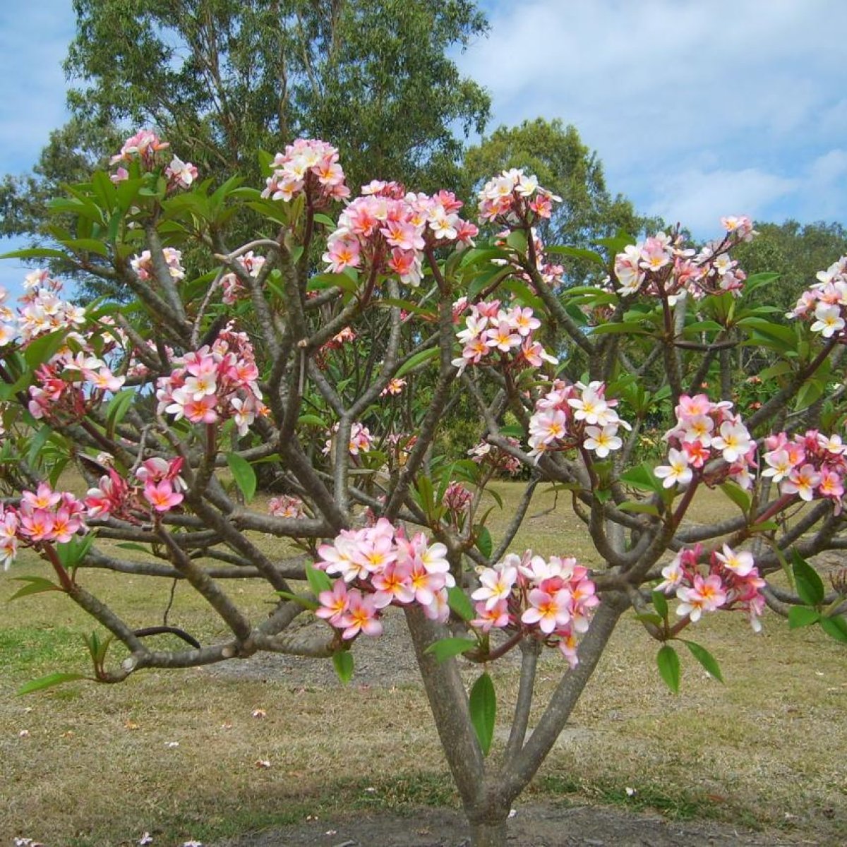 🌸 Frangipani Tree