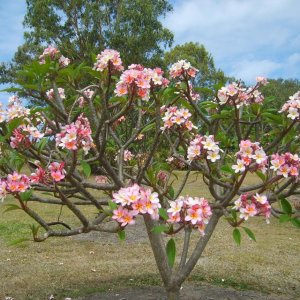 🌸 Frangipani Tree