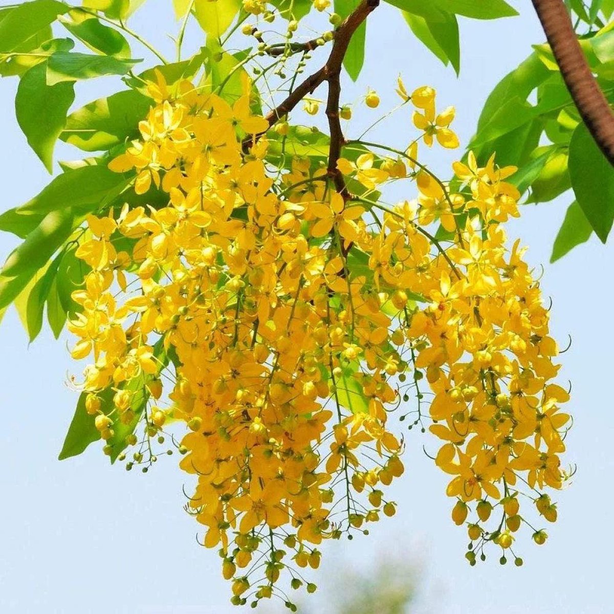 🌼 Golden Shower Tree