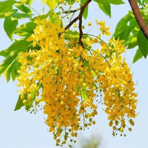 🌼 Golden Shower Tree