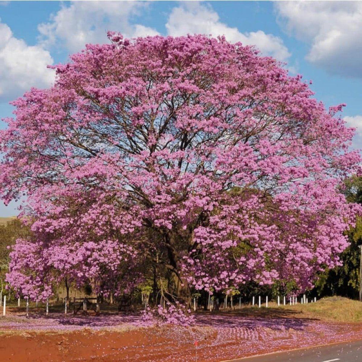 🌺 Tabebuia Tree