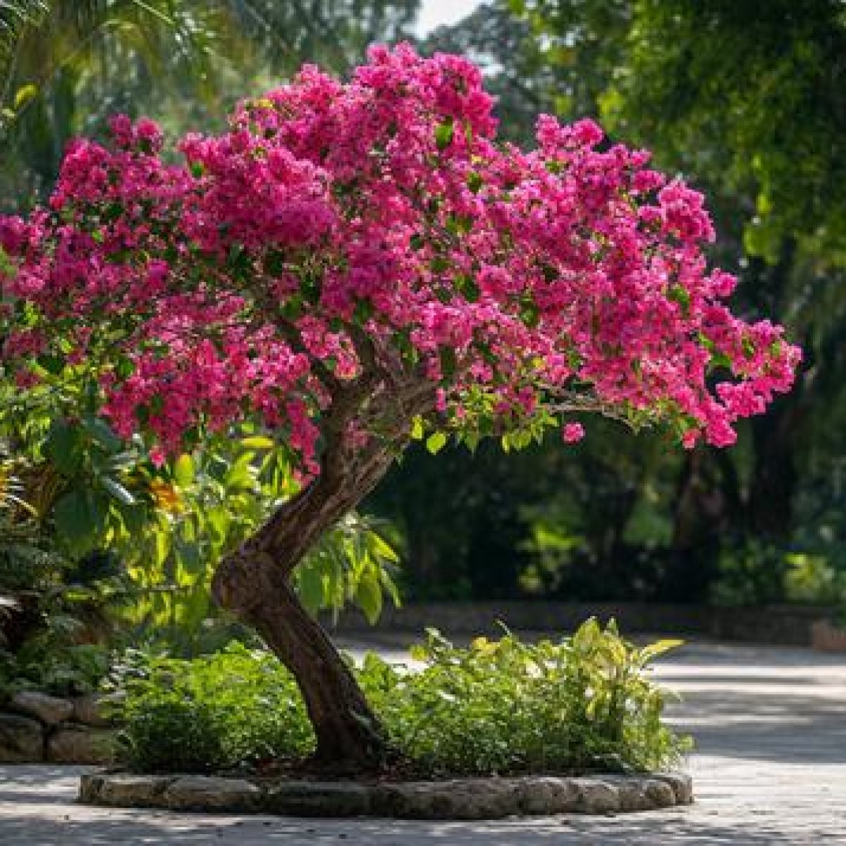 🌺 Bougainvillea Tree