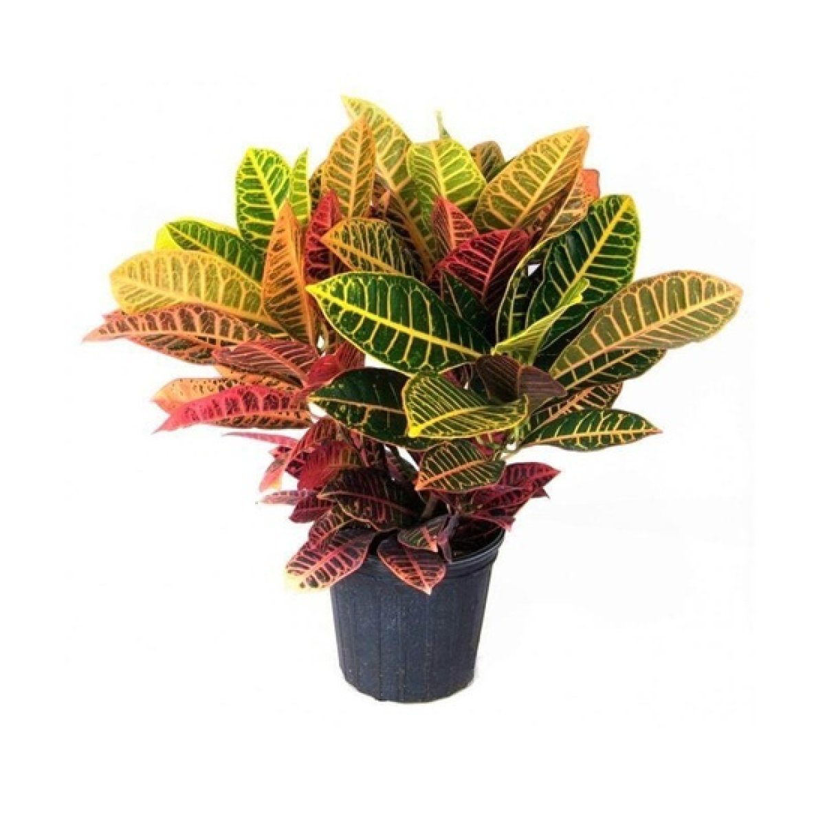 Croton (Codiaeum variegatum)