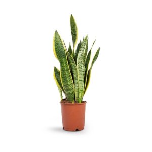 Snake Plant