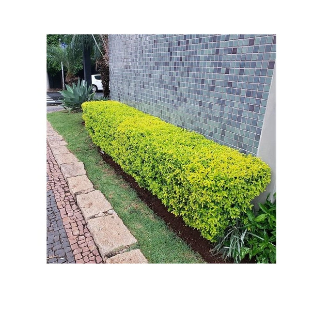 Duranta