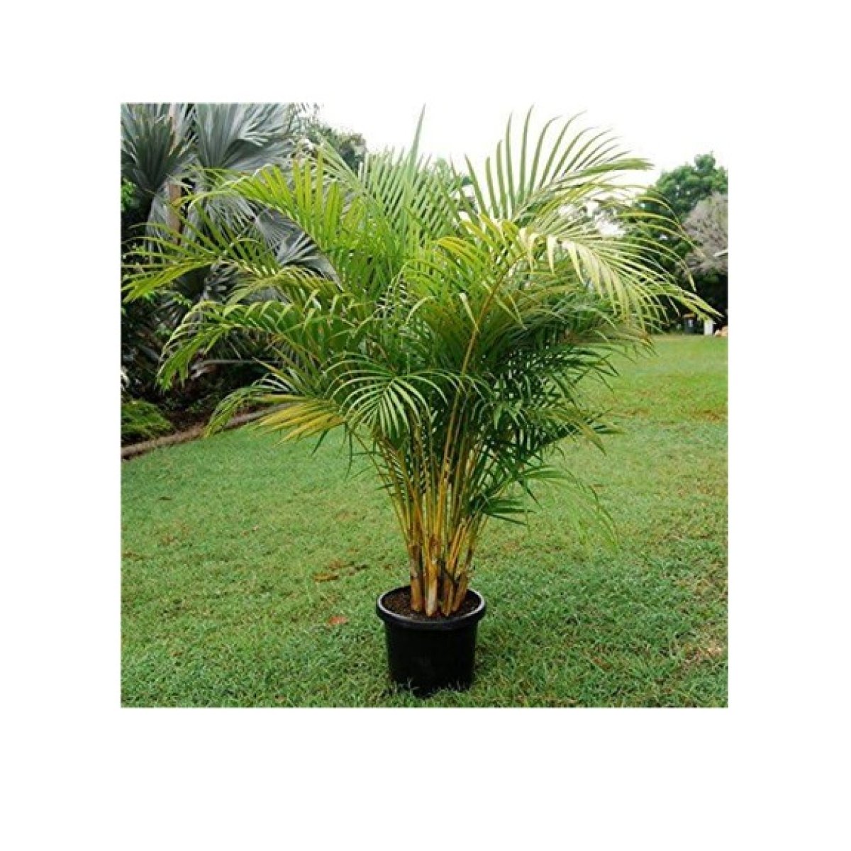 Areca Palm