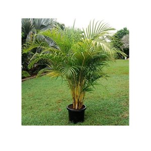 Areca Palm