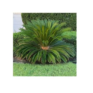 Cycas