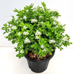 Kamini (Orange Jasmine)